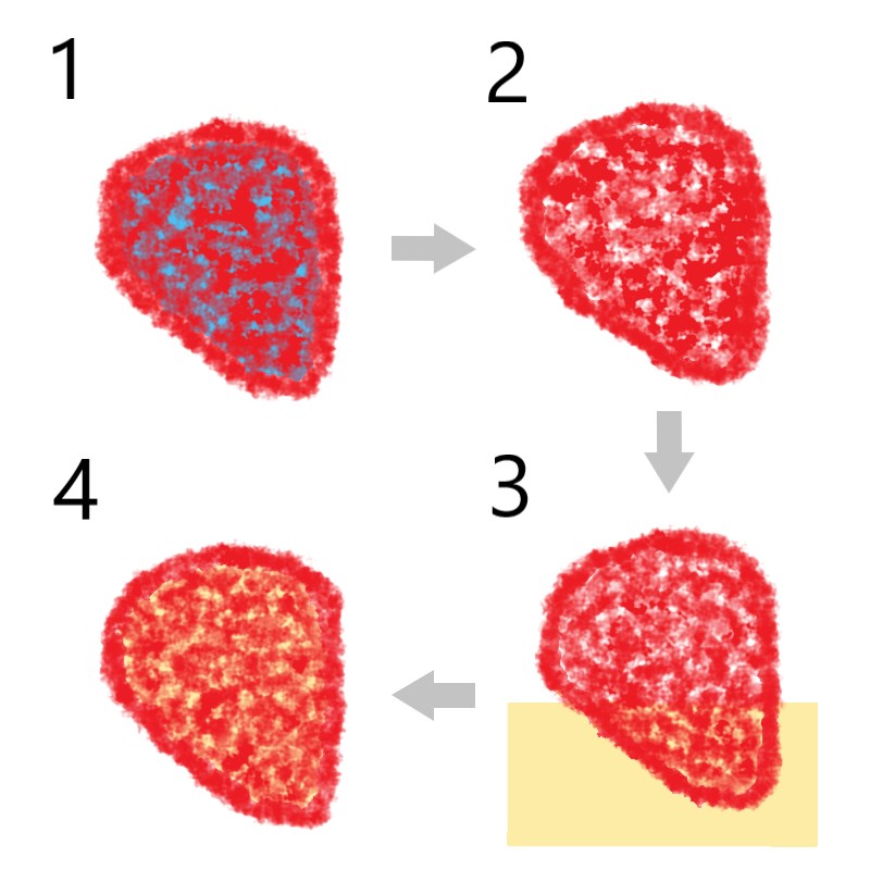 ホワイトストロベリー 世界初製法 激ウマいちごスイーツ Enriyl